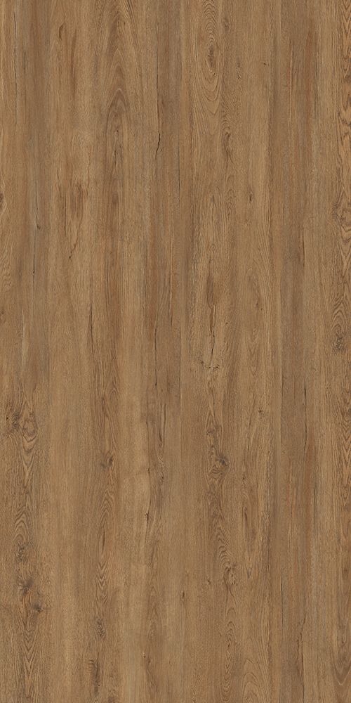 北美红枫 RedMaple