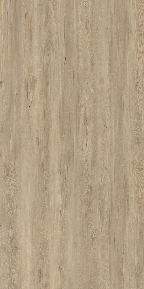 北美银枫 Silver Maple