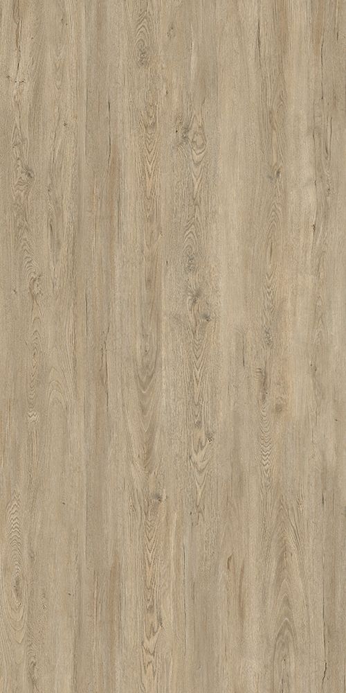 北美银枫 Silver Maple