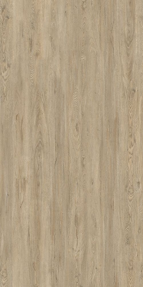 北美银枫 Silver Maple