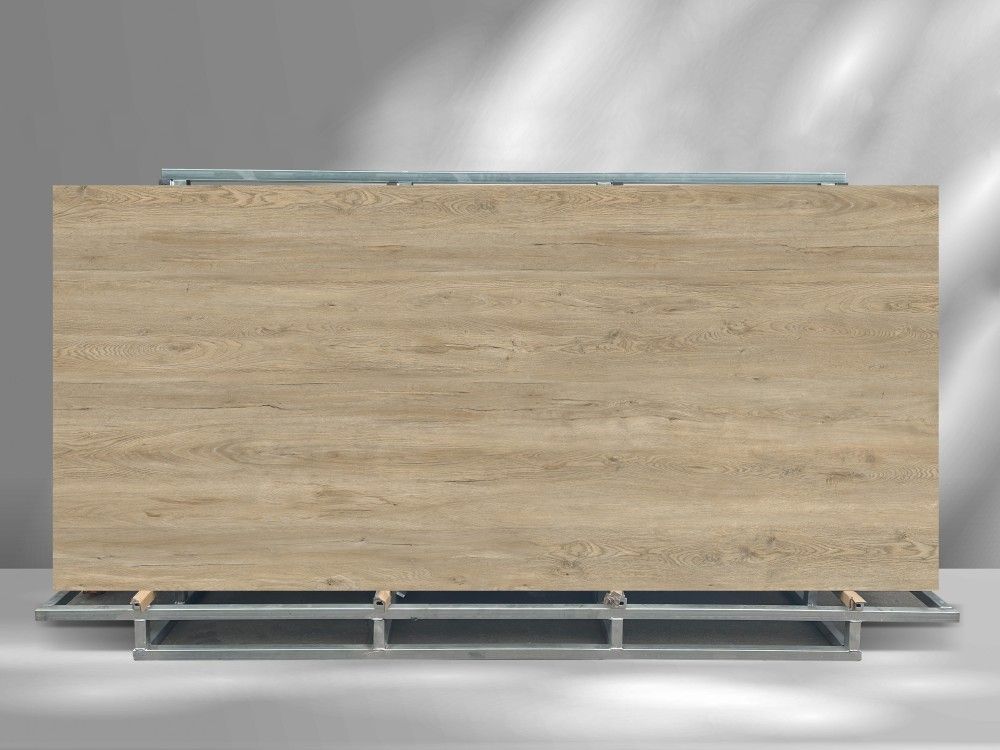 北美银枫 Silver Maple