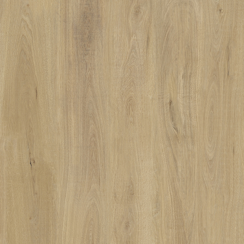 书香世家 Kauri