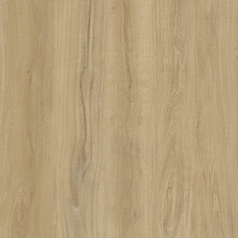 书香世家 Kauri
